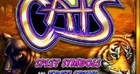 igt-cats