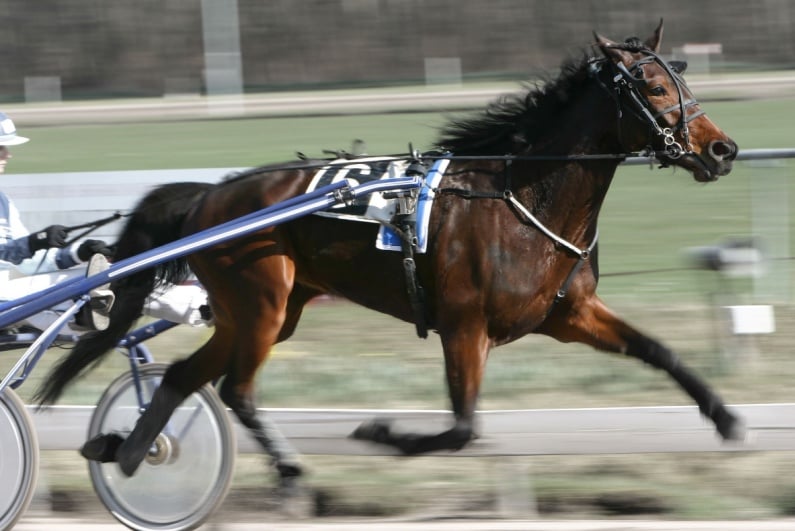 Harness racing