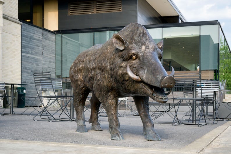 Razorback statue at University of Arkansas