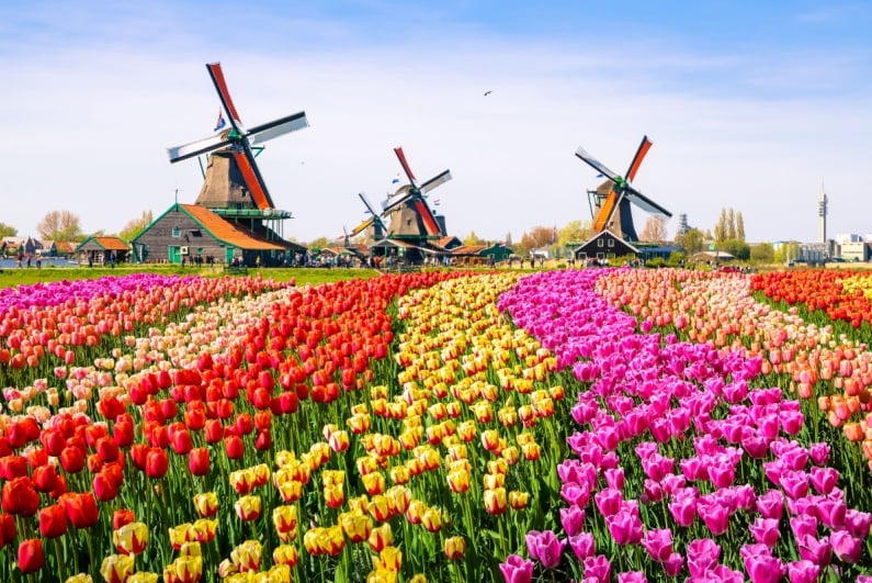 Windmills and tulip field in Netherlands