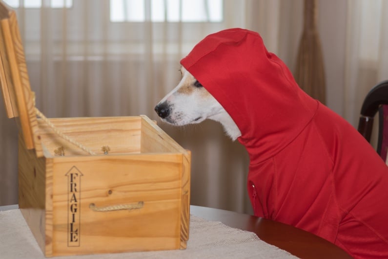 Hooded dog looking into wooden box