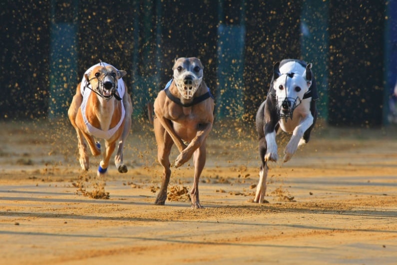 Greyhound racing