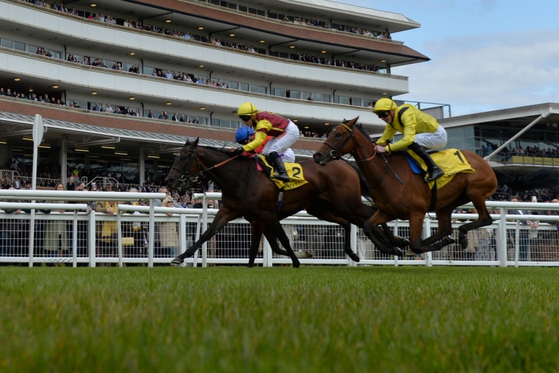 Horse race on grass track