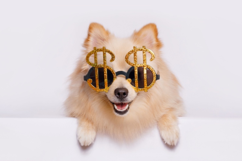 Cute puppy wearing dollar sign sunglasses