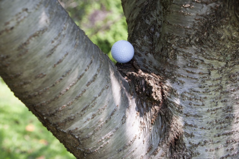 Golf ball stuck in tree