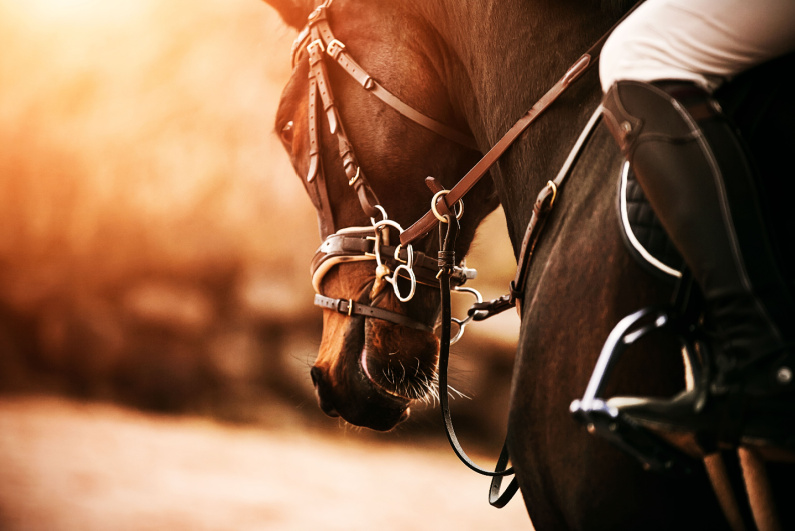 Closeup of racehorse