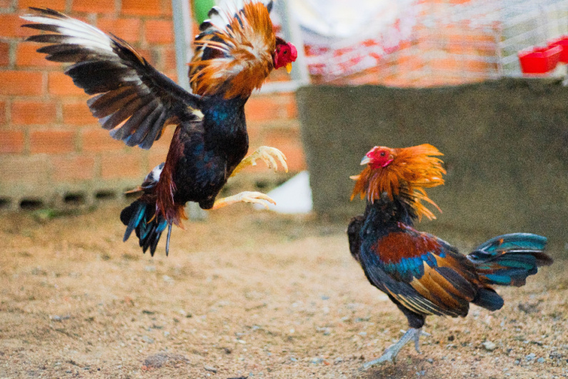 Cock fight