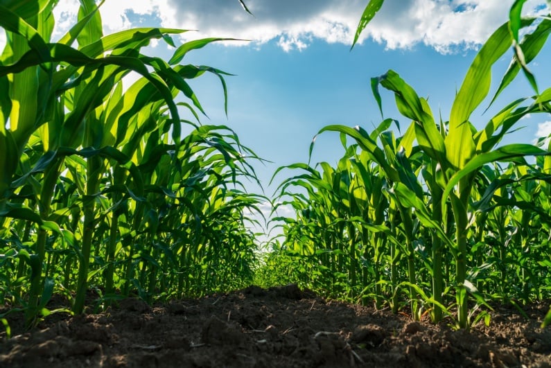 Corn field