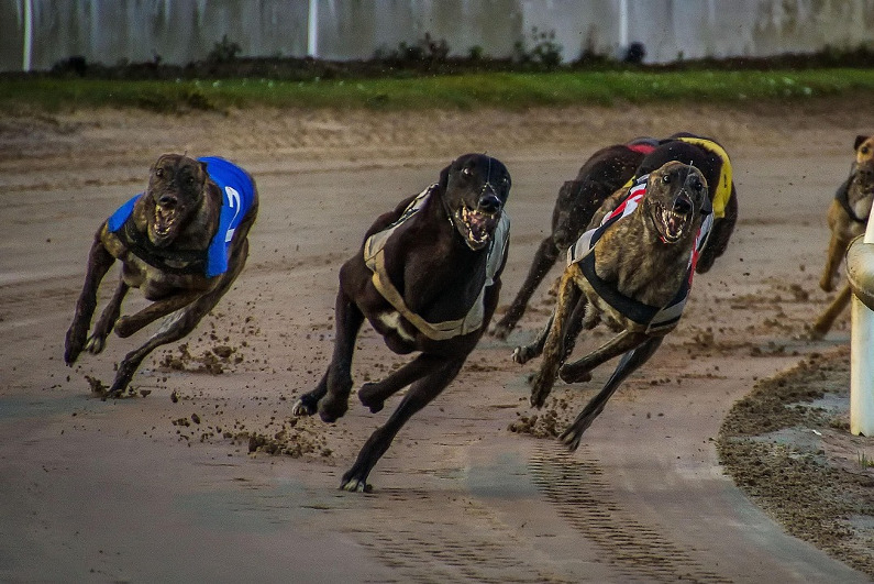 greyhound race